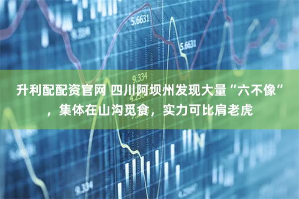 升利配配资官网 四川阿坝州发现大量“六不像”，集体在山沟觅食，实力可比肩老虎